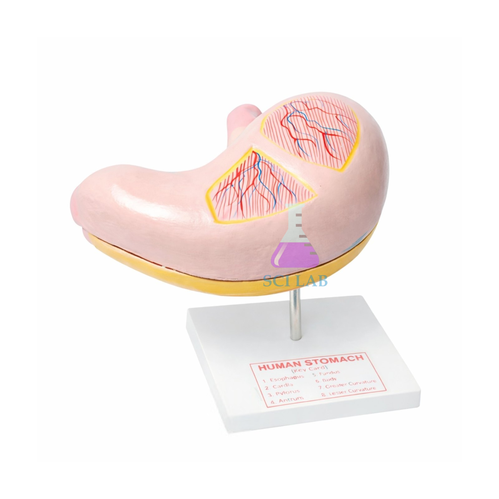 Jumbo Human Stomach Model STEM Lab